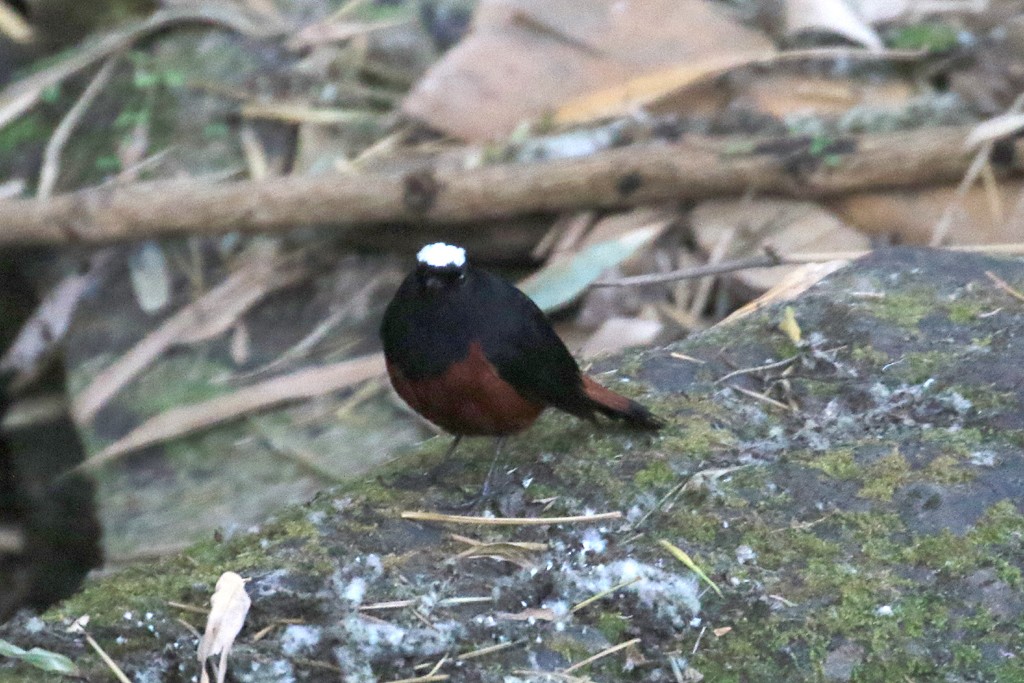 White-capped Redstart - ML622440876