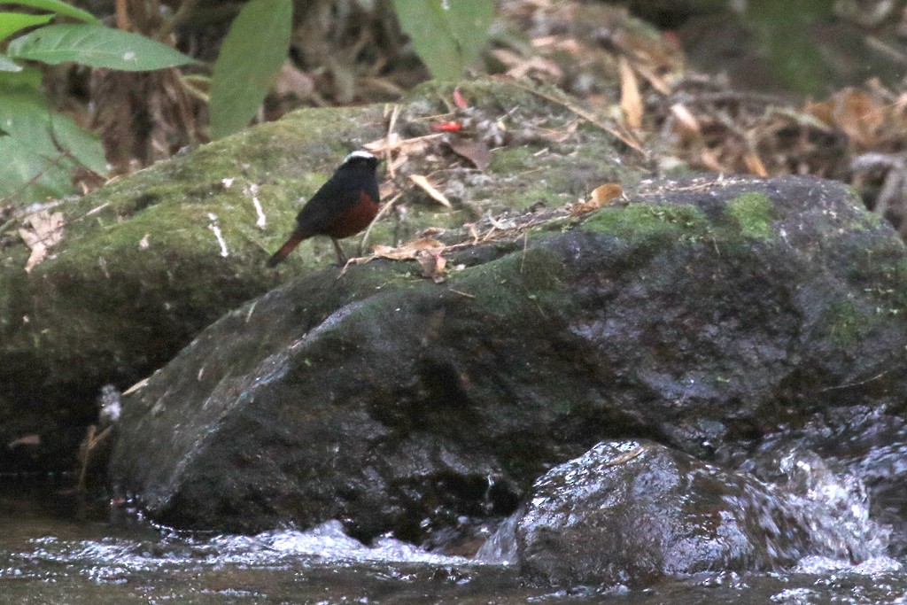 White-capped Redstart - ML622440877