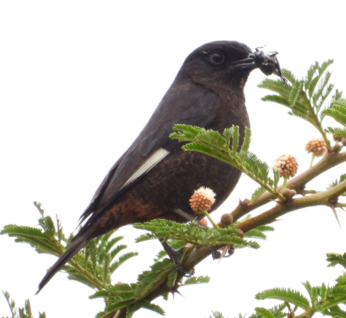 White-winged Cliff-Chat - ML622440952