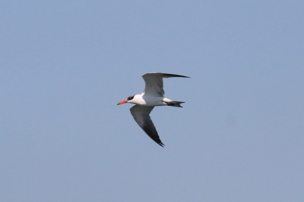 Caspian Tern - David Carr