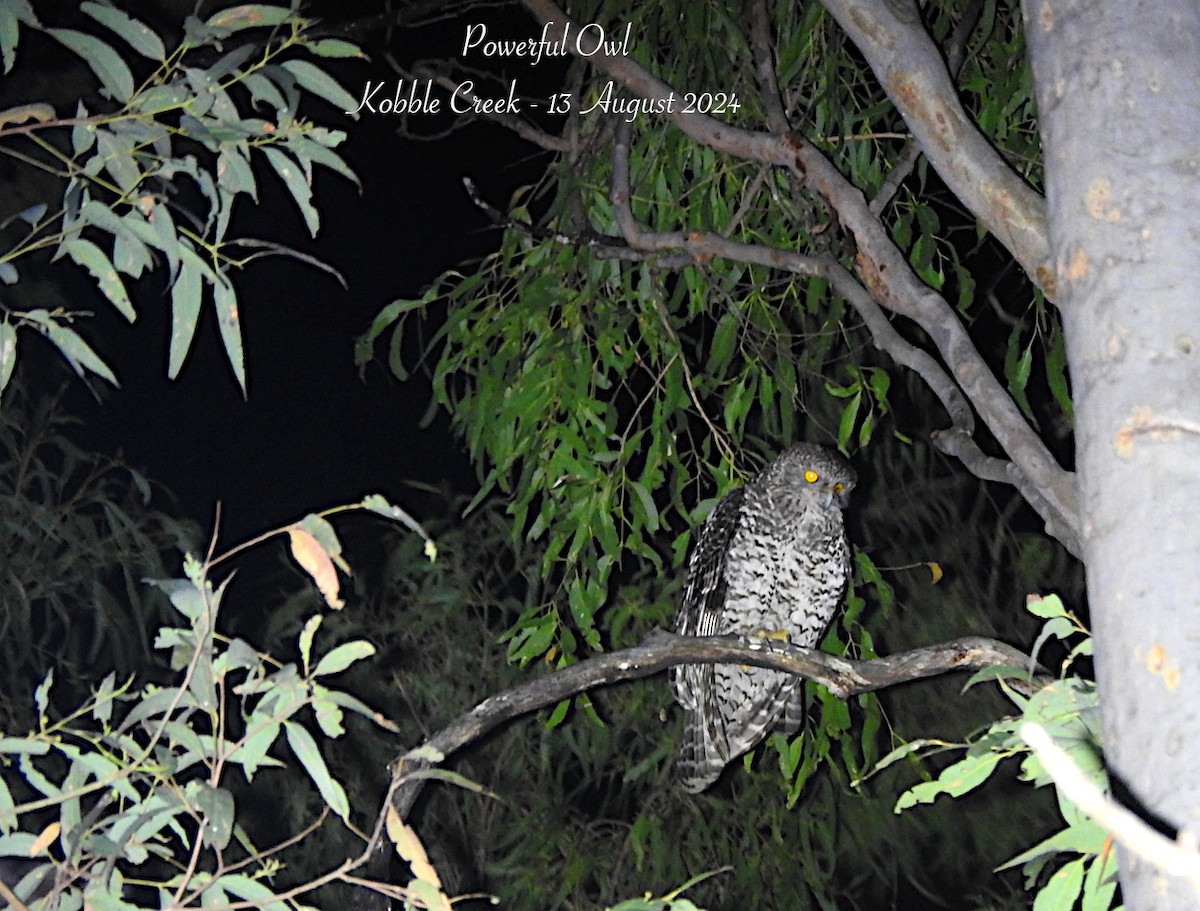 Powerful Owl - ML622441236