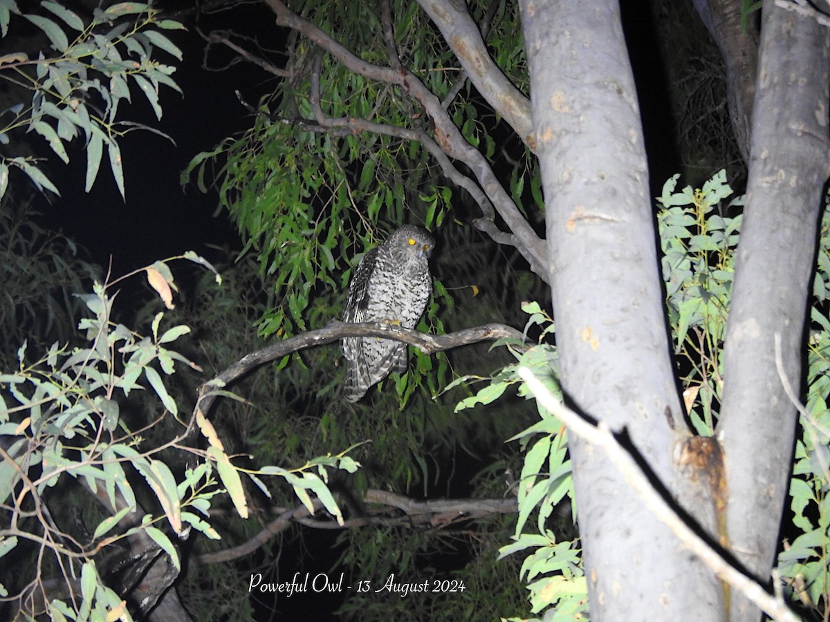 Powerful Owl - ML622441237