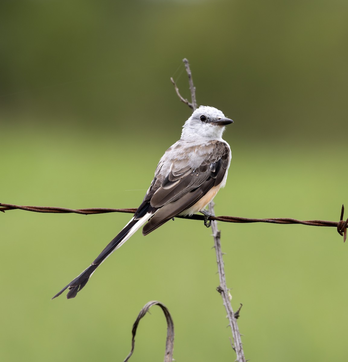 Scissor-tailed Flycatcher - ML622441265