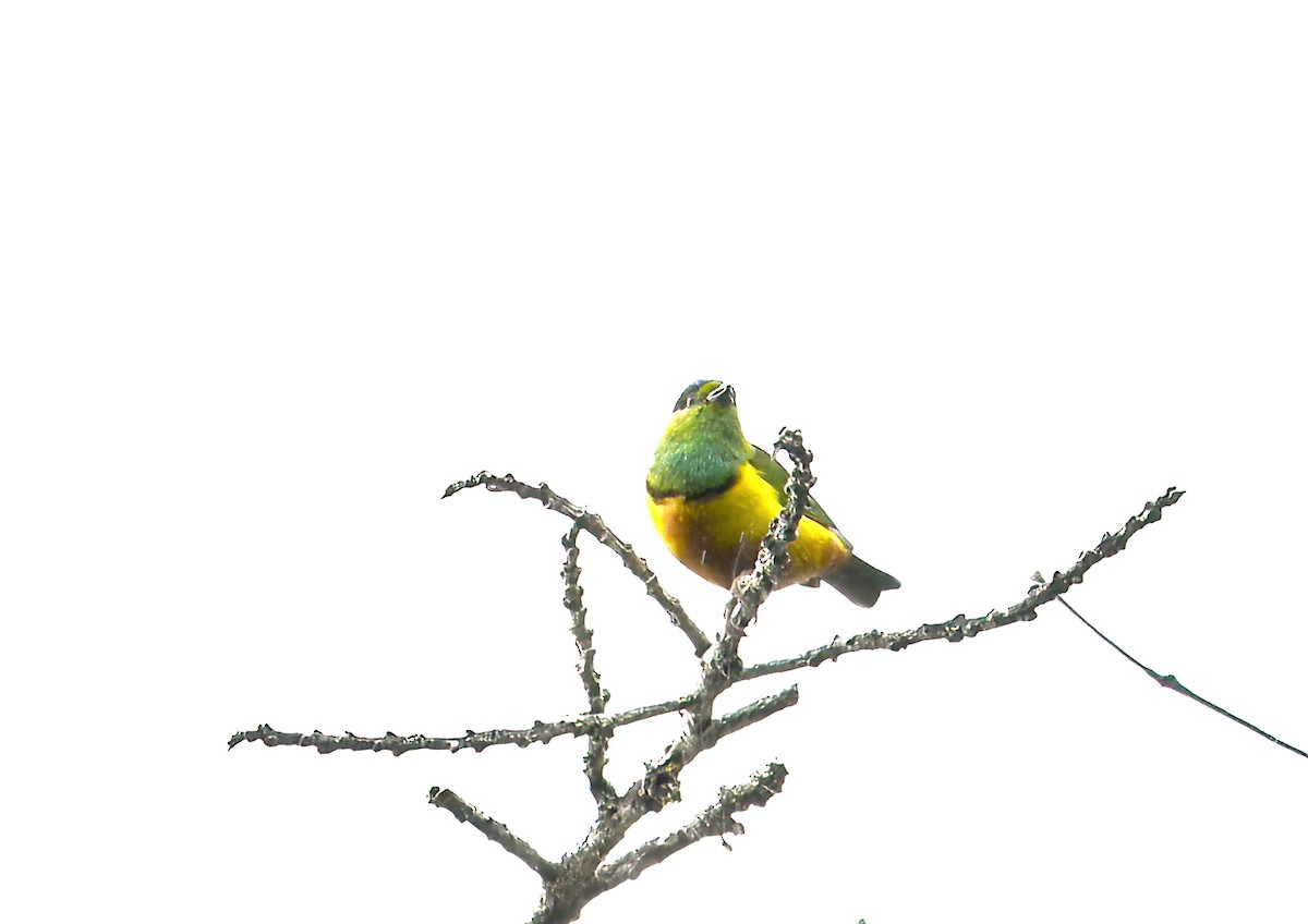 Chestnut-breasted Chlorophonia - ML622441271