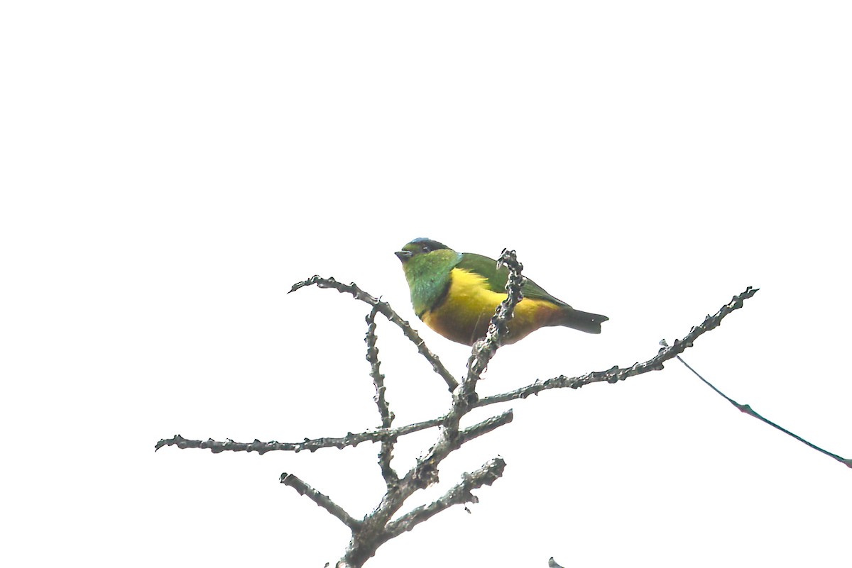 Chestnut-breasted Chlorophonia - ML622441272