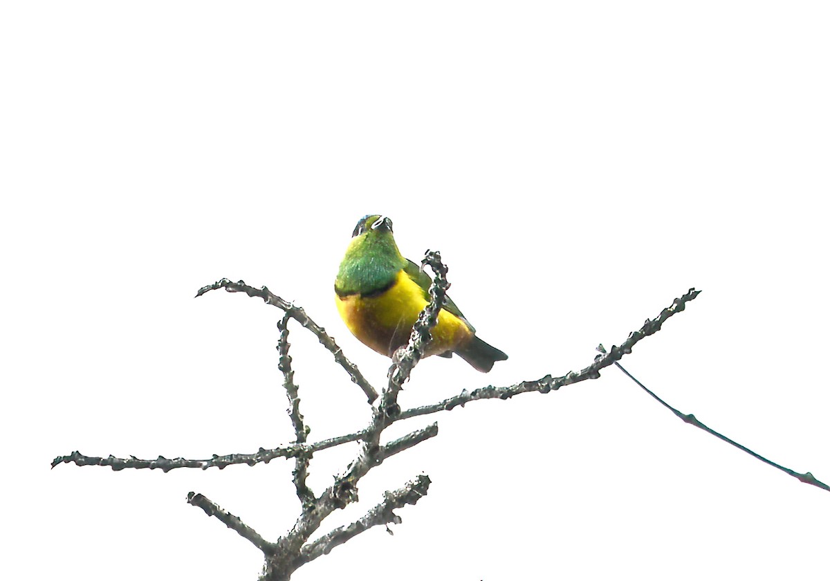 Chestnut-breasted Chlorophonia - ML622441273