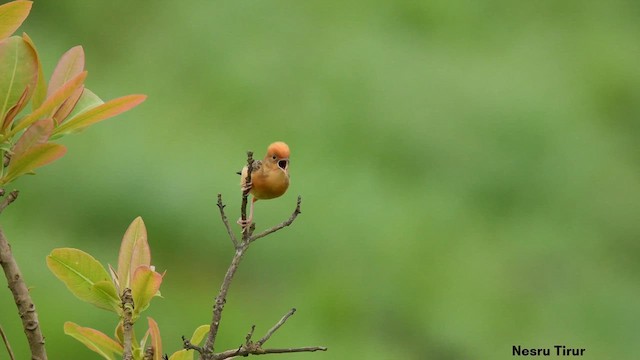 Golden-headed Cisticola - ML622441324