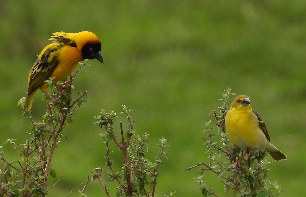 Village Weaver - ML622441371