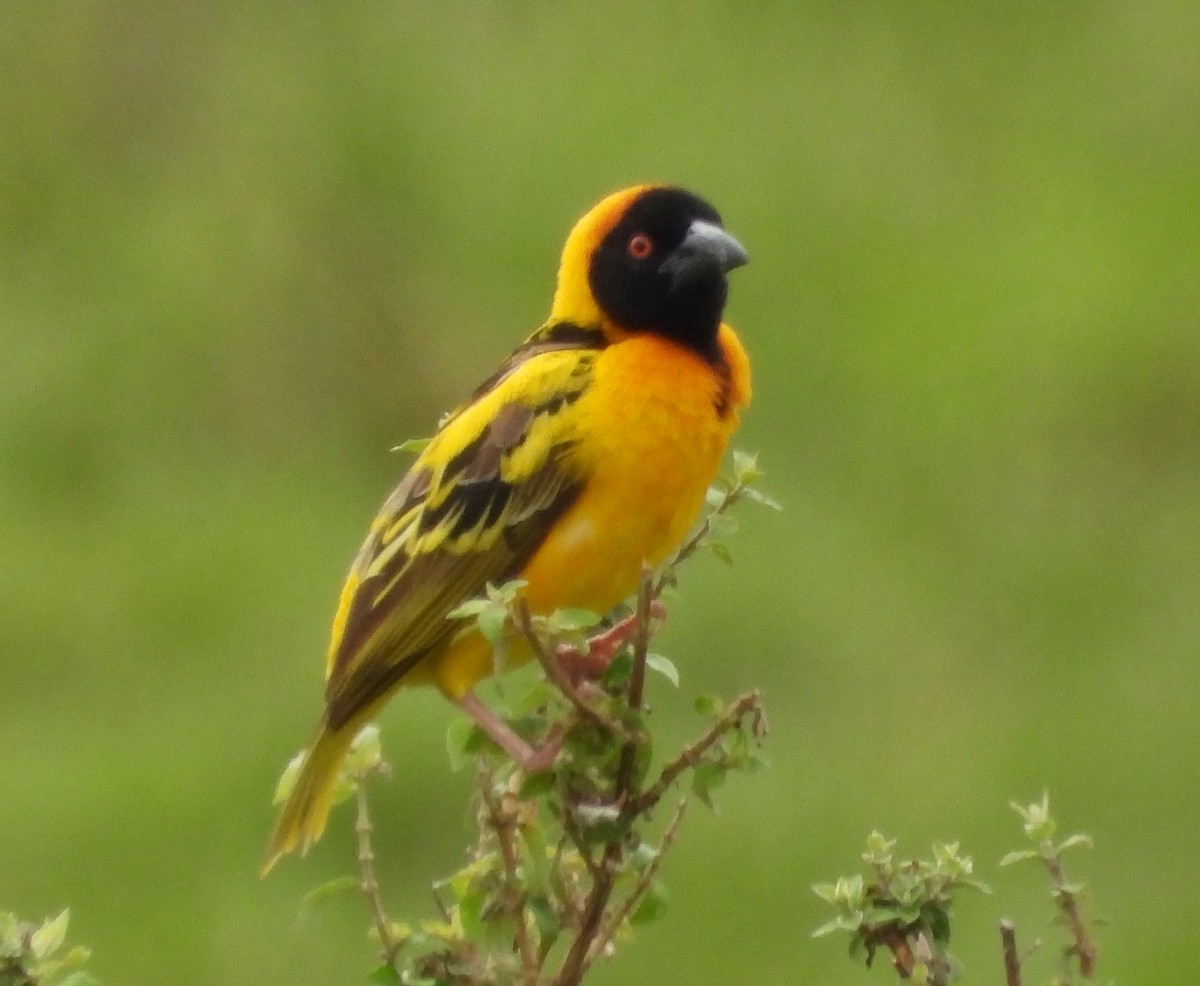 Village Weaver - ML622441372