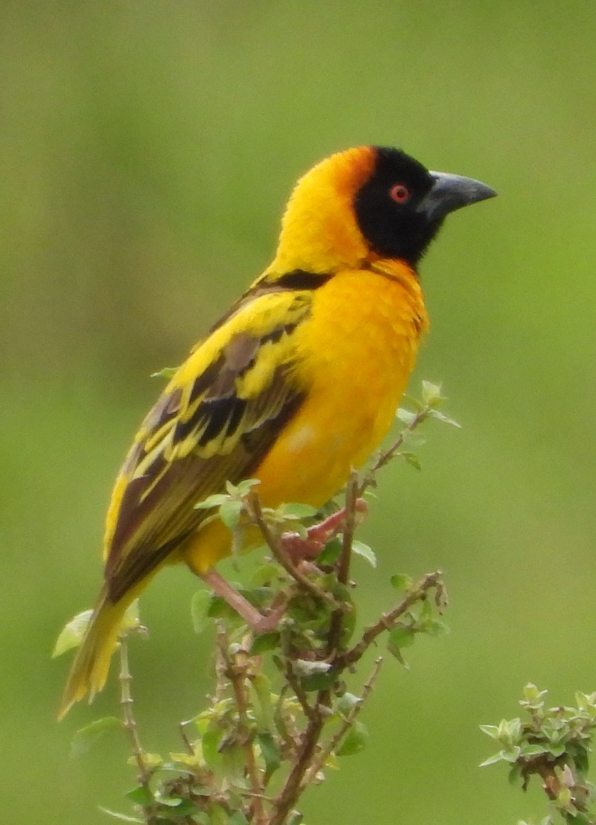 Village Weaver - ML622441373