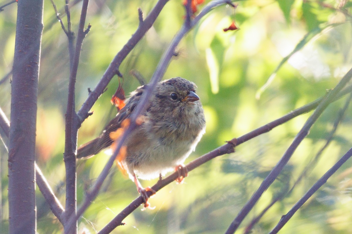 Swamp Sparrow - ML622441377