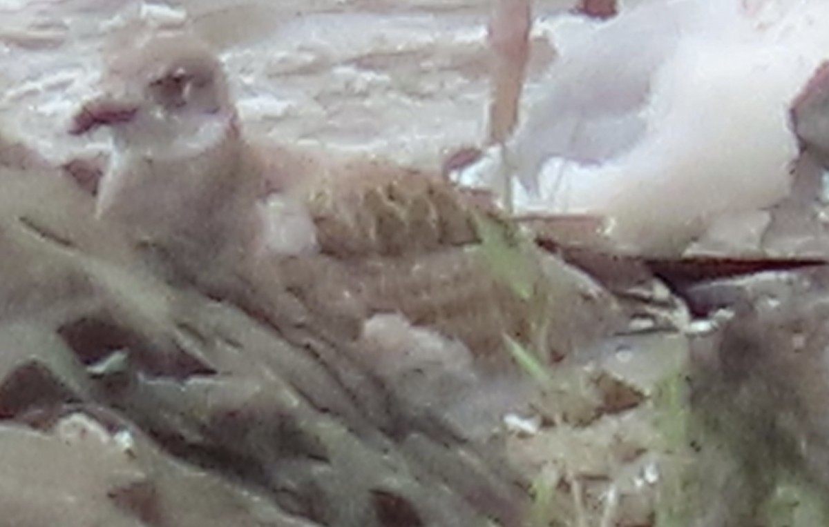 ワライカモメ - ML622441382