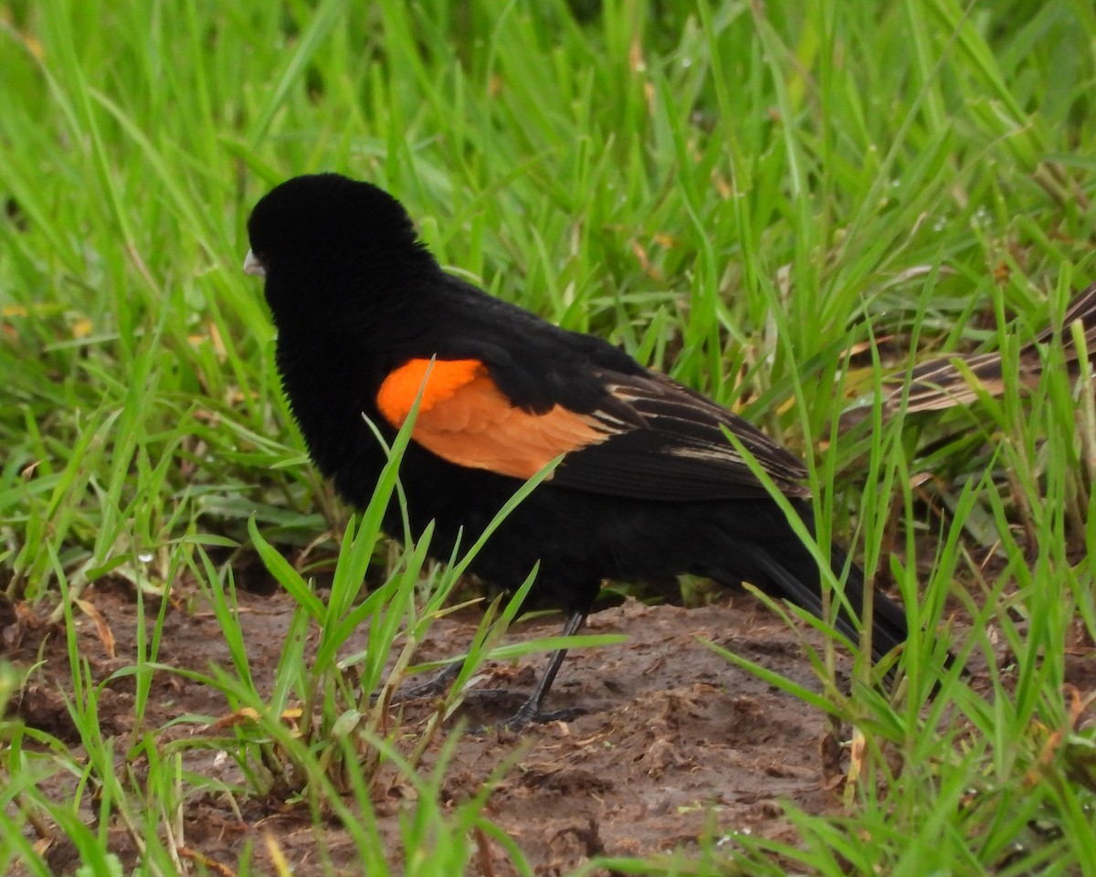 Fan-tailed Widowbird - ML622441402