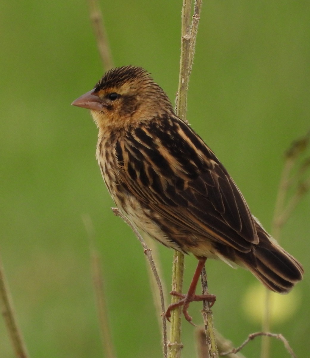 Fan-tailed Widowbird - ML622441403