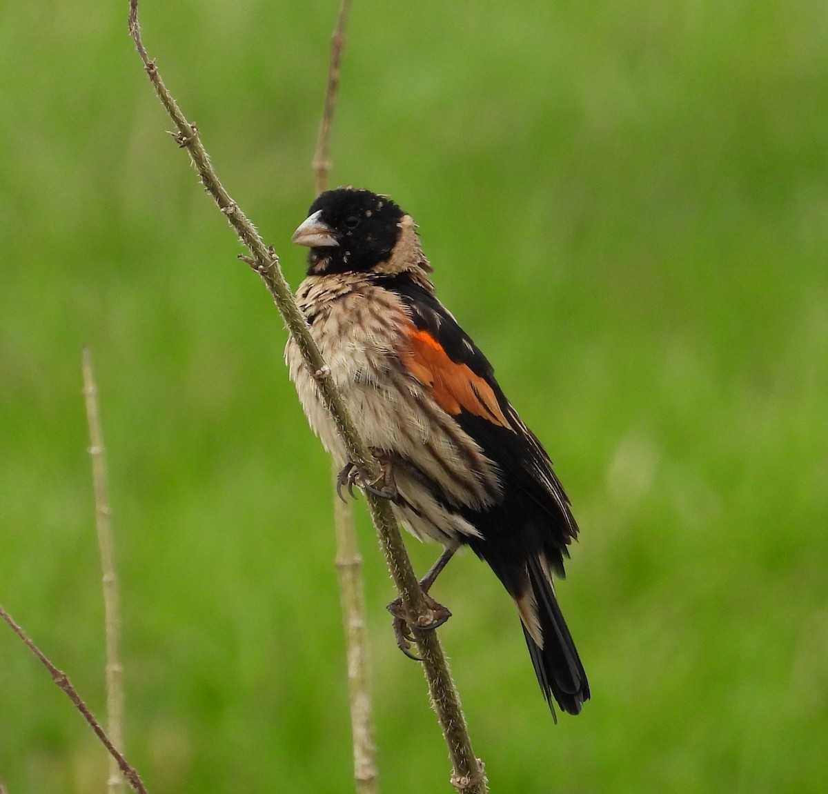 Fan-tailed Widowbird - ML622441404