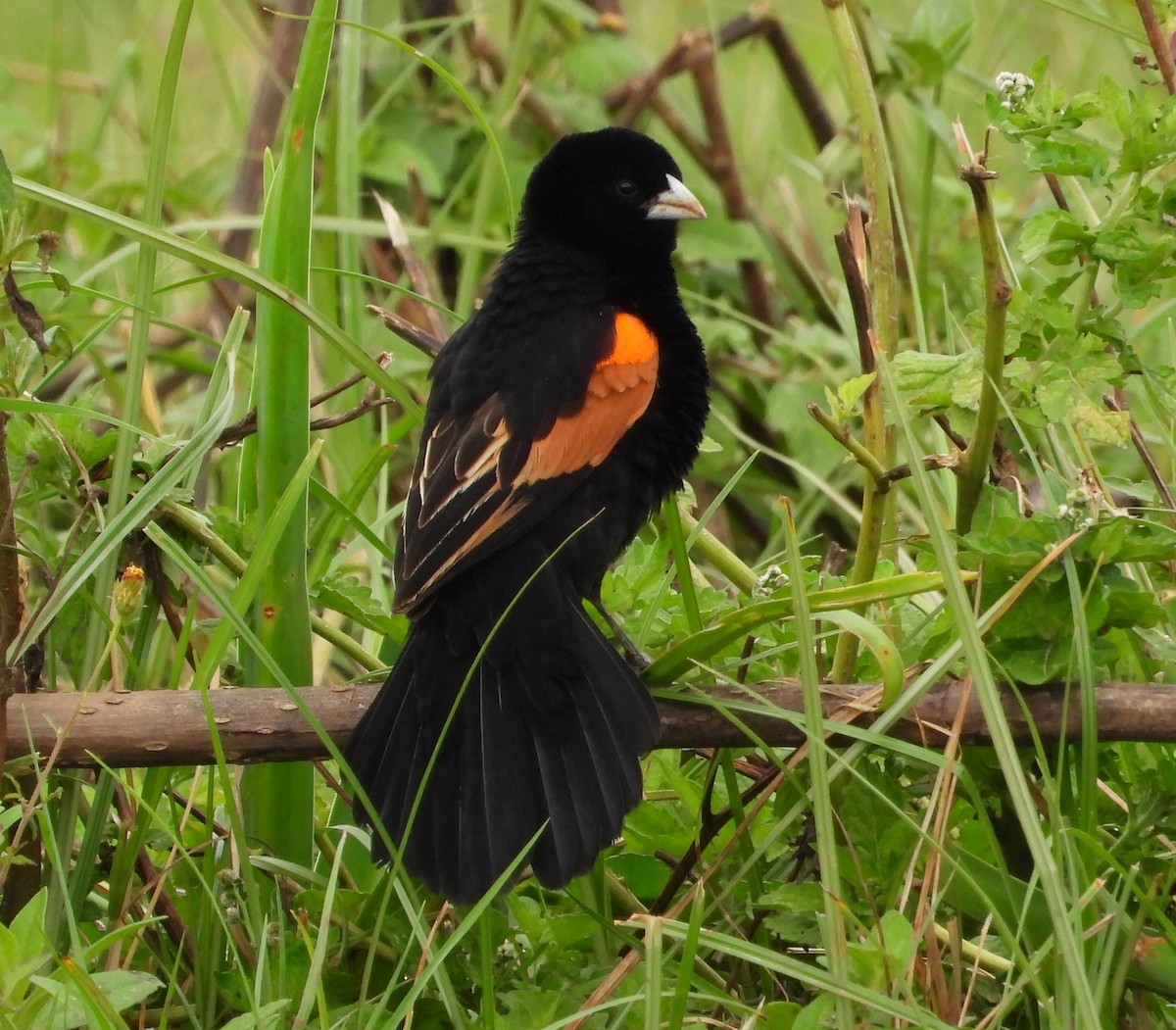 Fan-tailed Widowbird - ML622441405