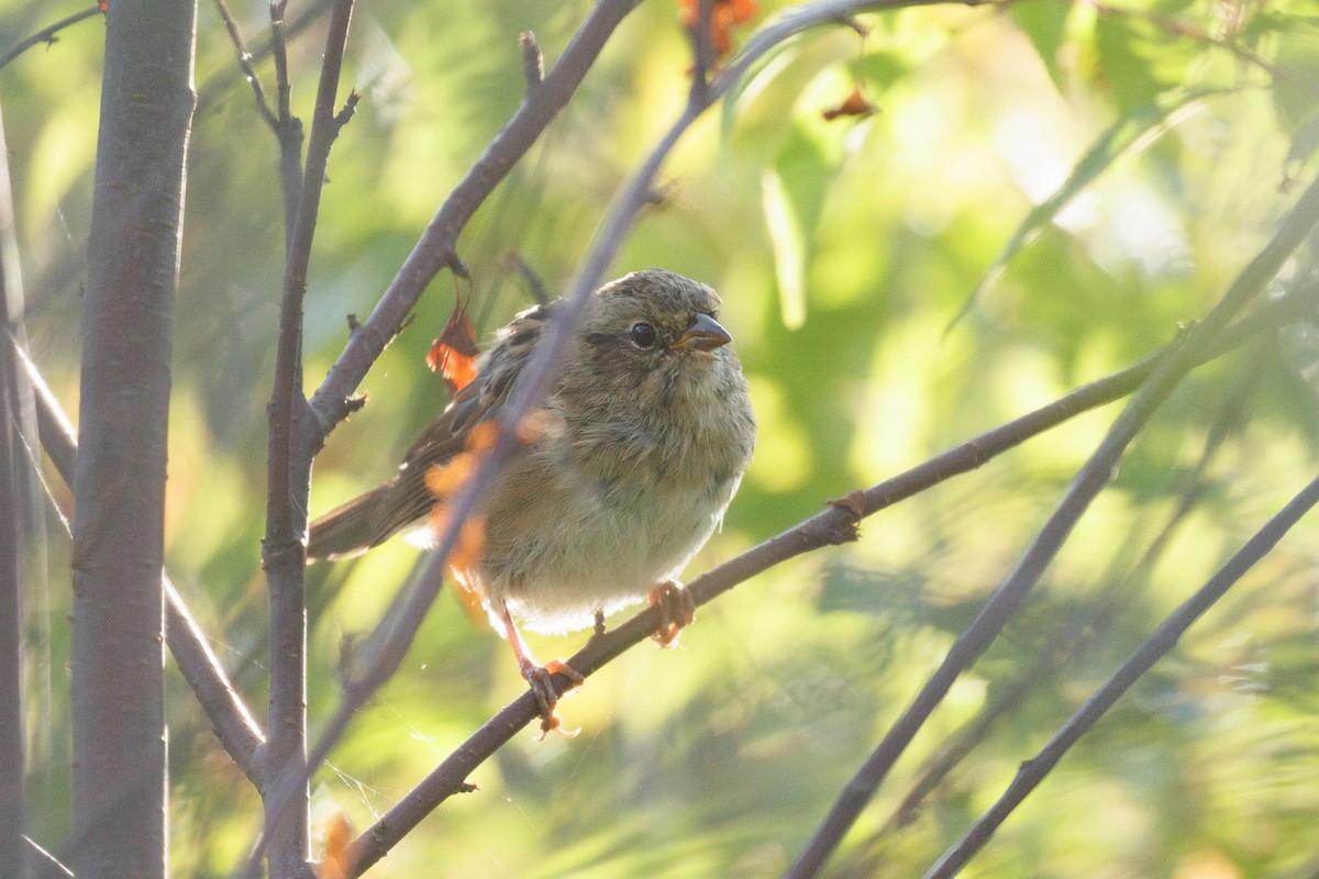 Swamp Sparrow - ML622441407