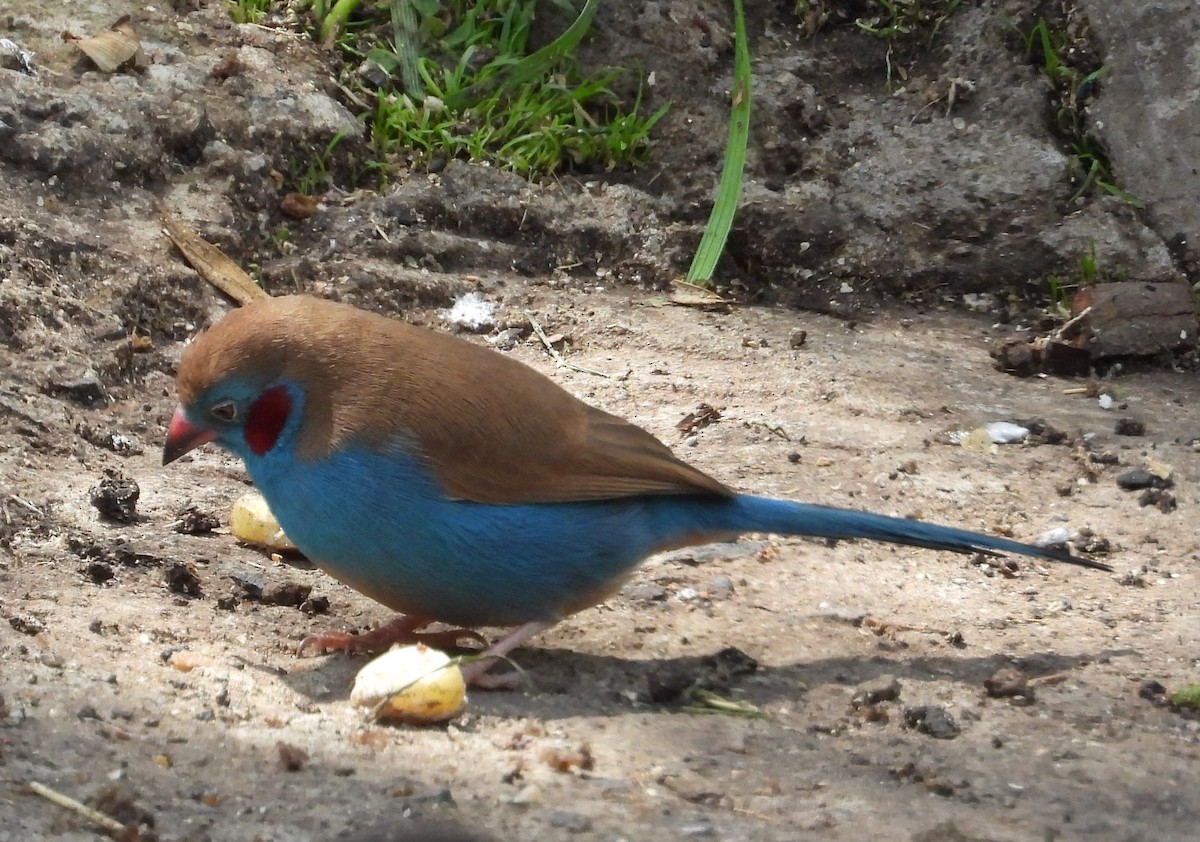 Red-cheeked Cordonbleu - ML622441418