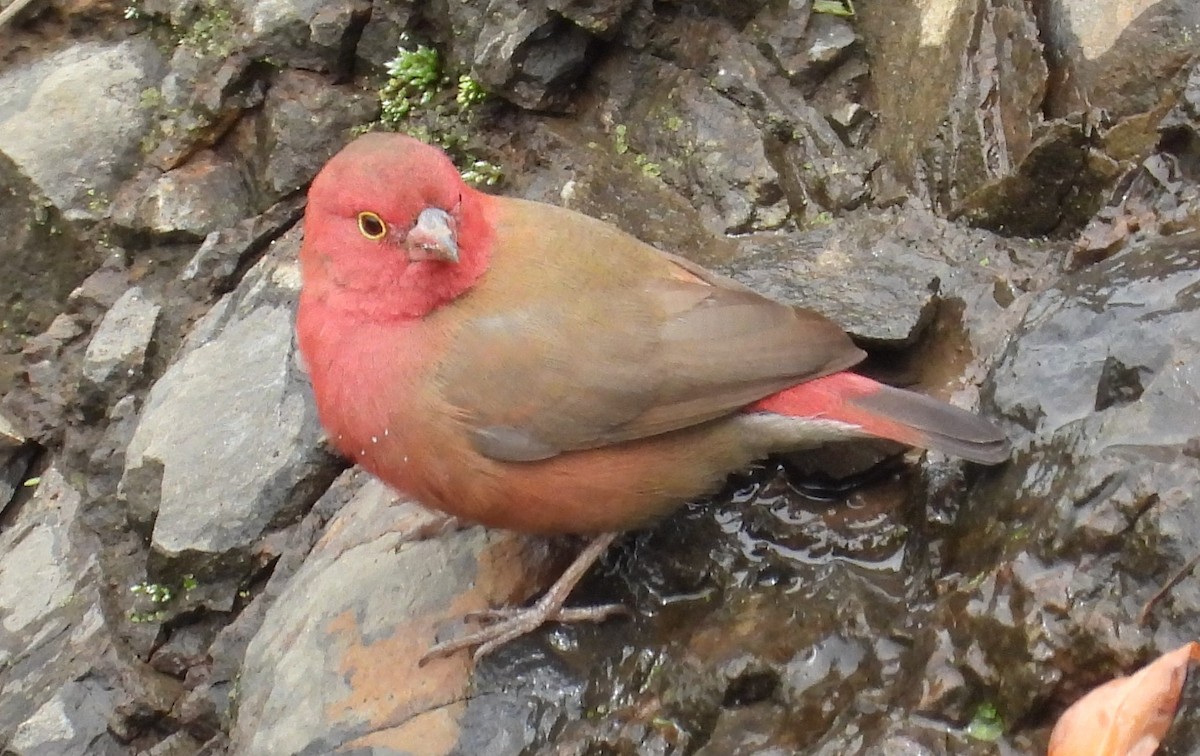 Red-billed Firefinch - ML622441425