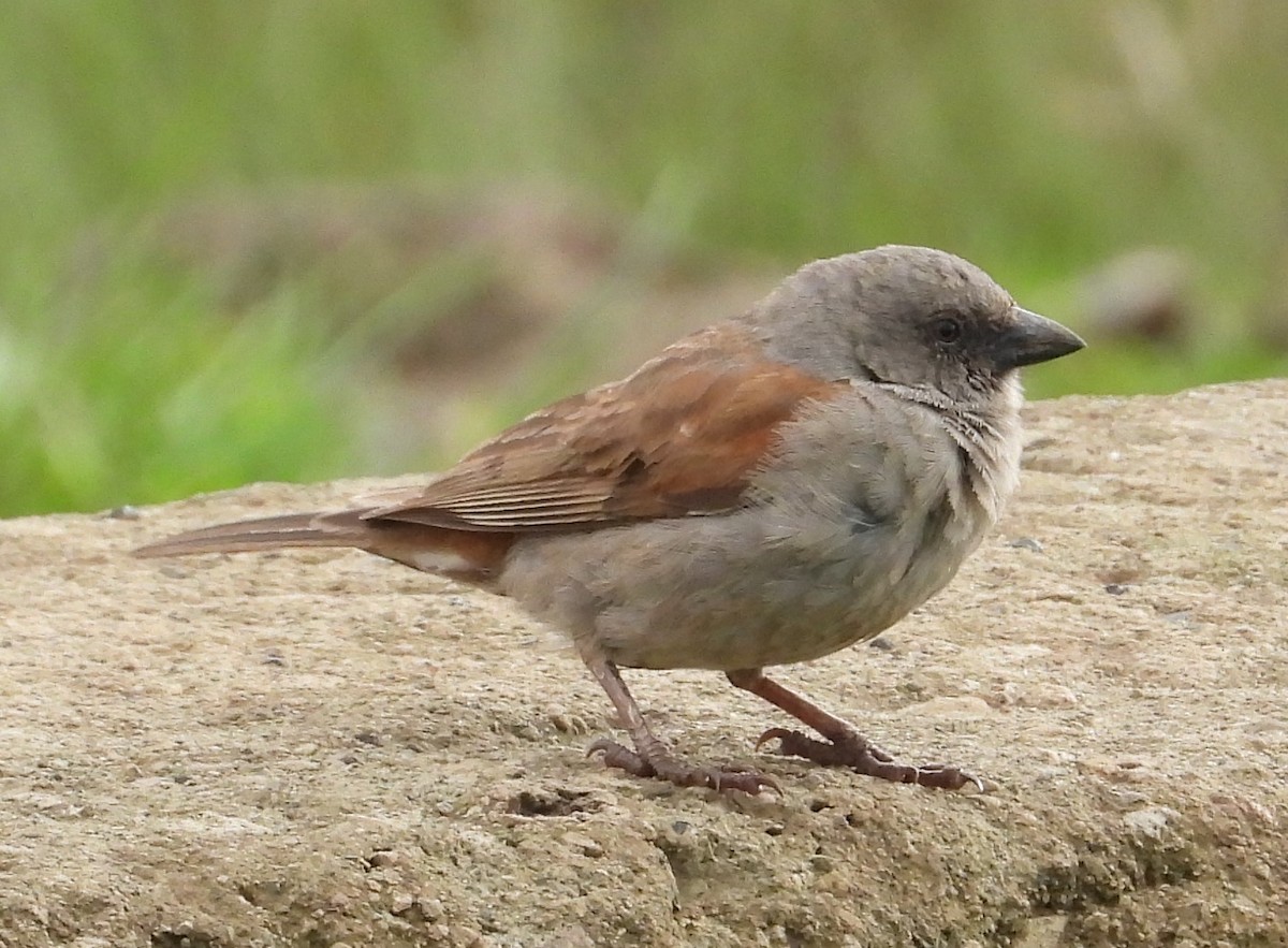 Swainson's Sparrow - ML622441445