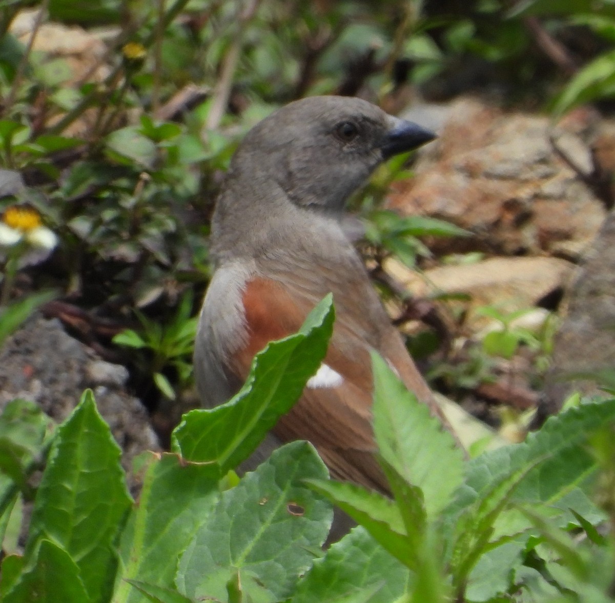 Swainson's Sparrow - ML622441446