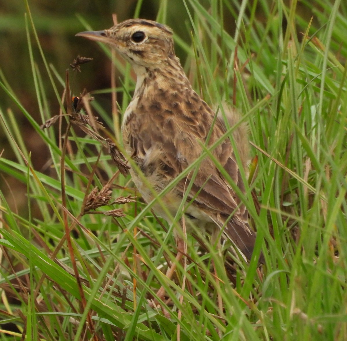 African Pipit - ML622441460