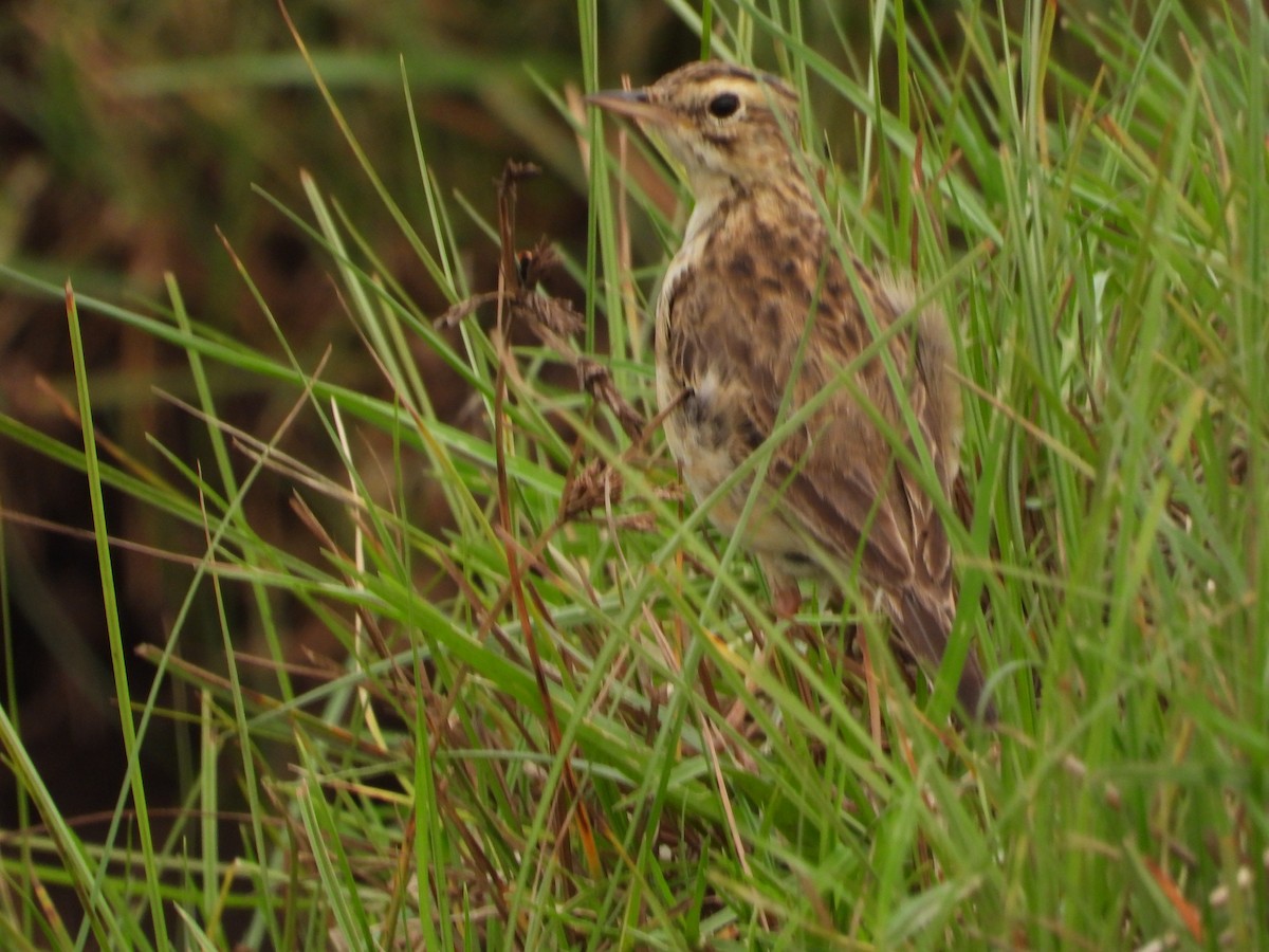 African Pipit - ML622441461