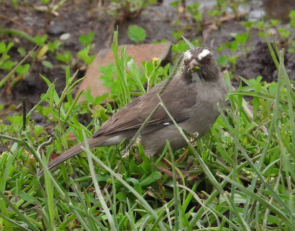 Brown-rumped Seedeater - ML622441488