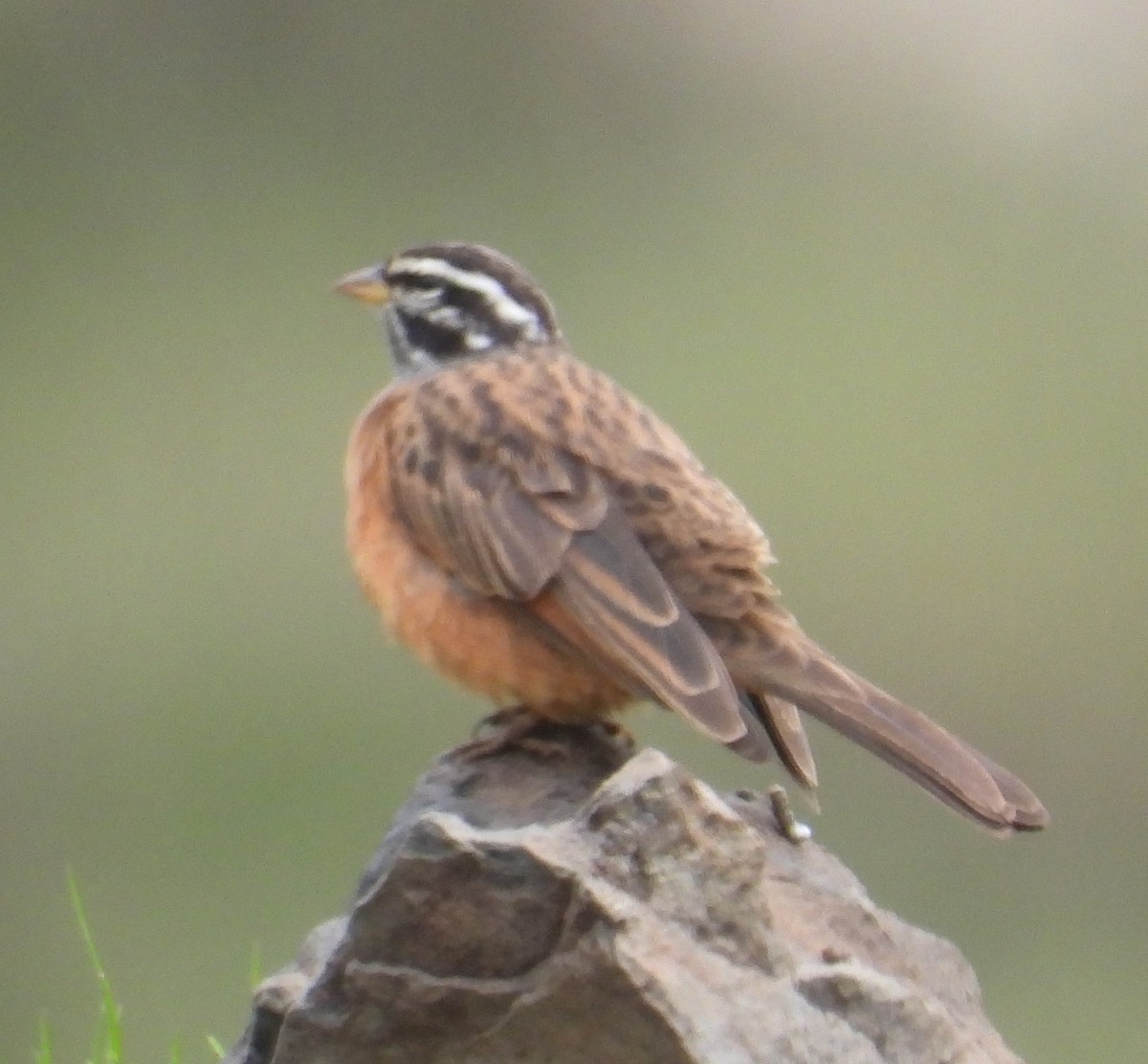 Cinnamon-breasted Bunting - ML622441498