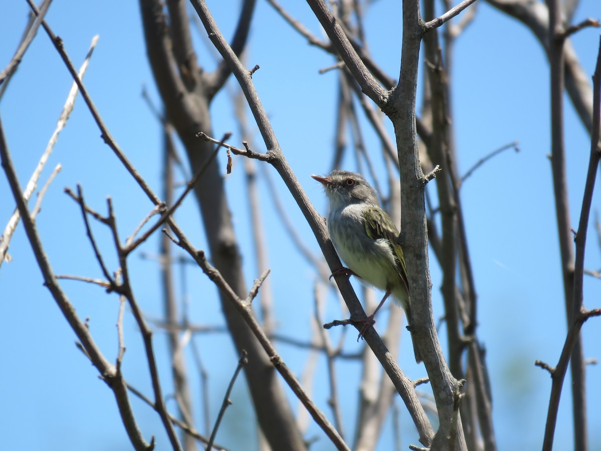 Pearly-vented Tody-Tyrant - ML622441515