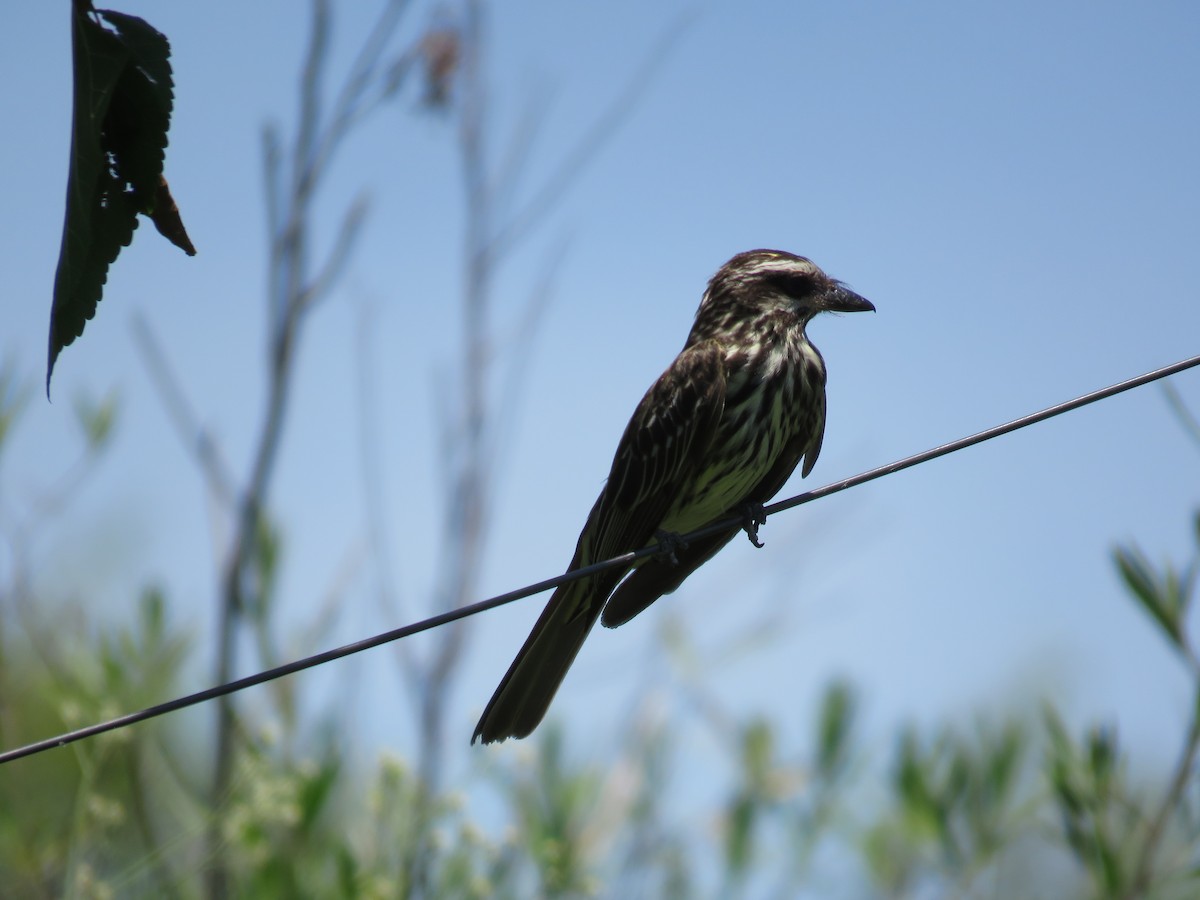 Streaked Flycatcher - ML622441574