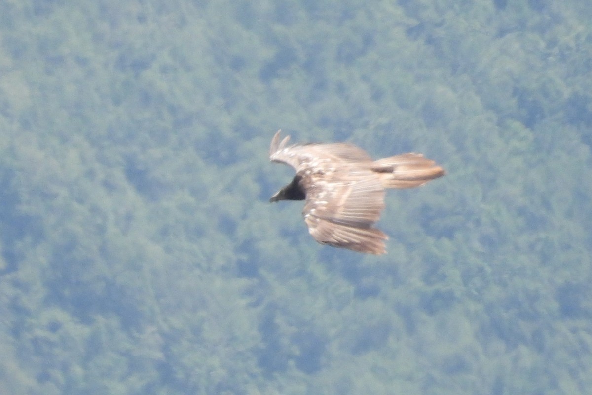 Bearded Vulture - Juan Manuel Pérez de Ana