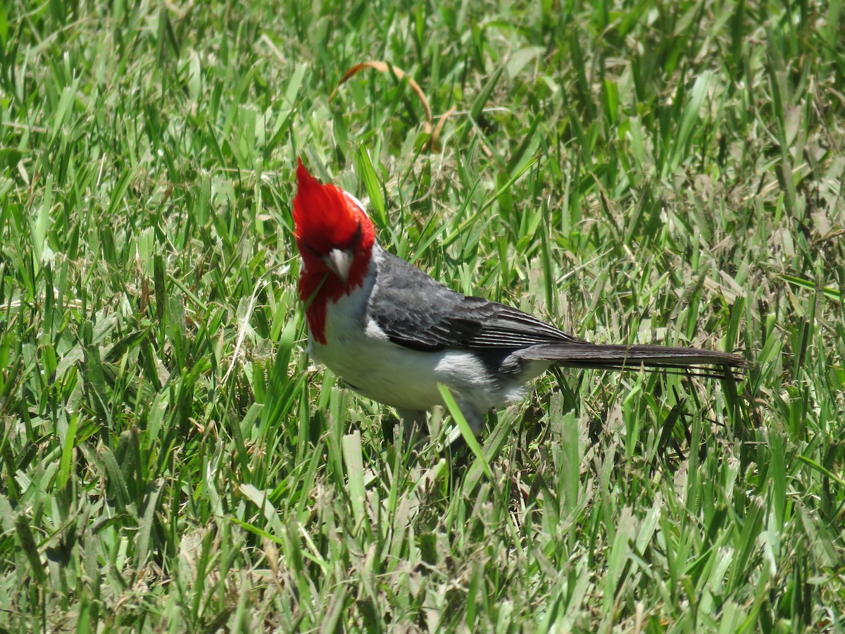 Red-crested Cardinal - ML622441626