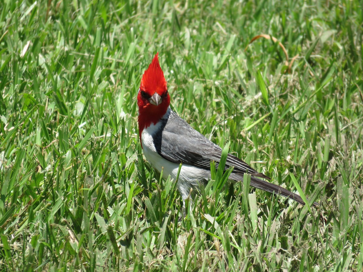 Red-crested Cardinal - ML622441658