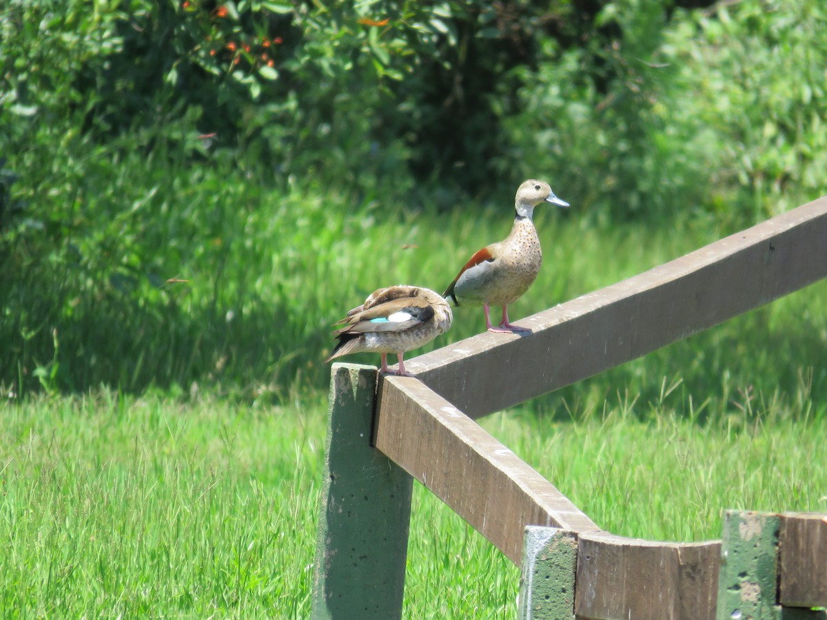 Ringed Teal - ML622441702