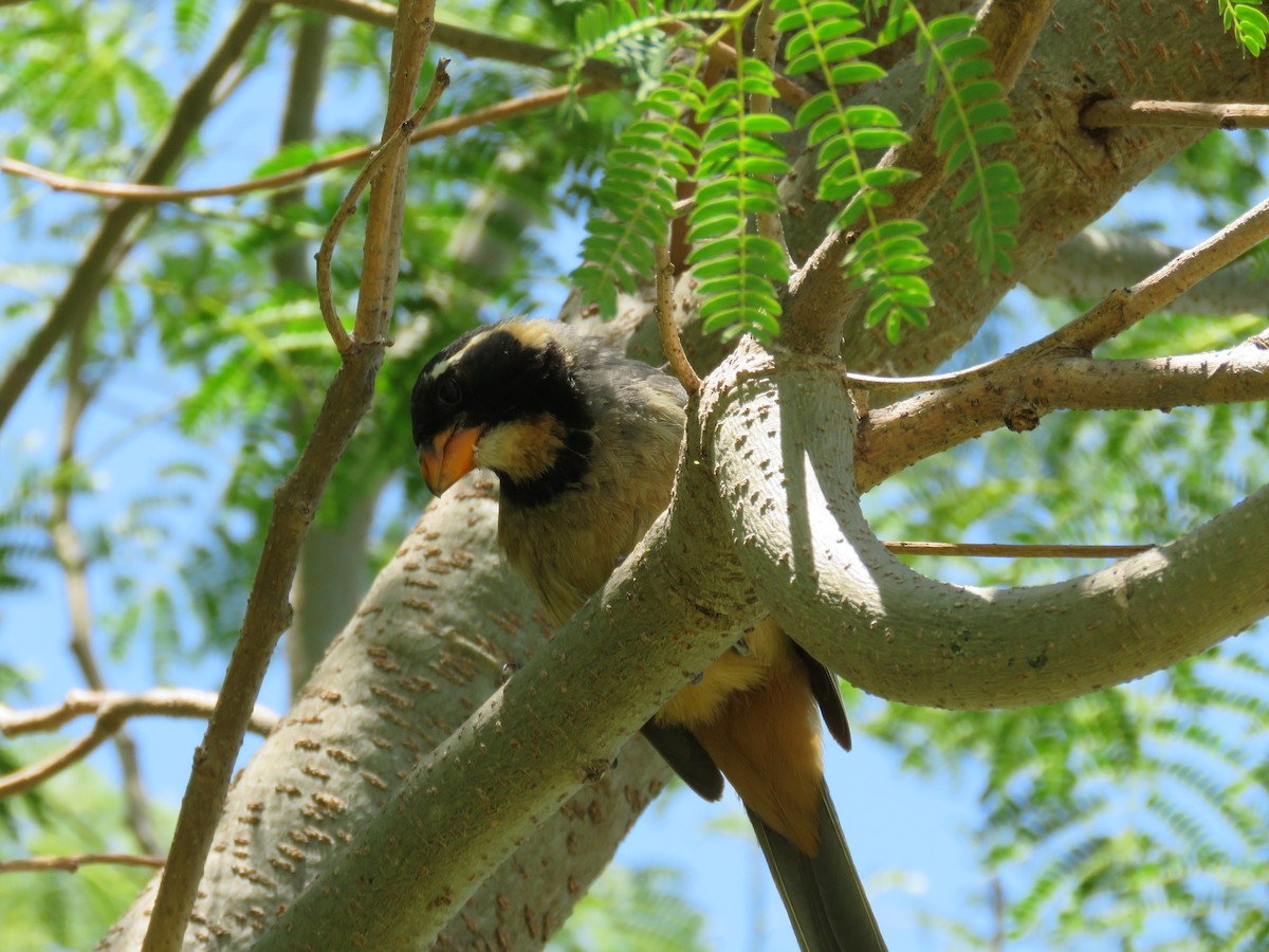 Golden-billed Saltator - ML622441755