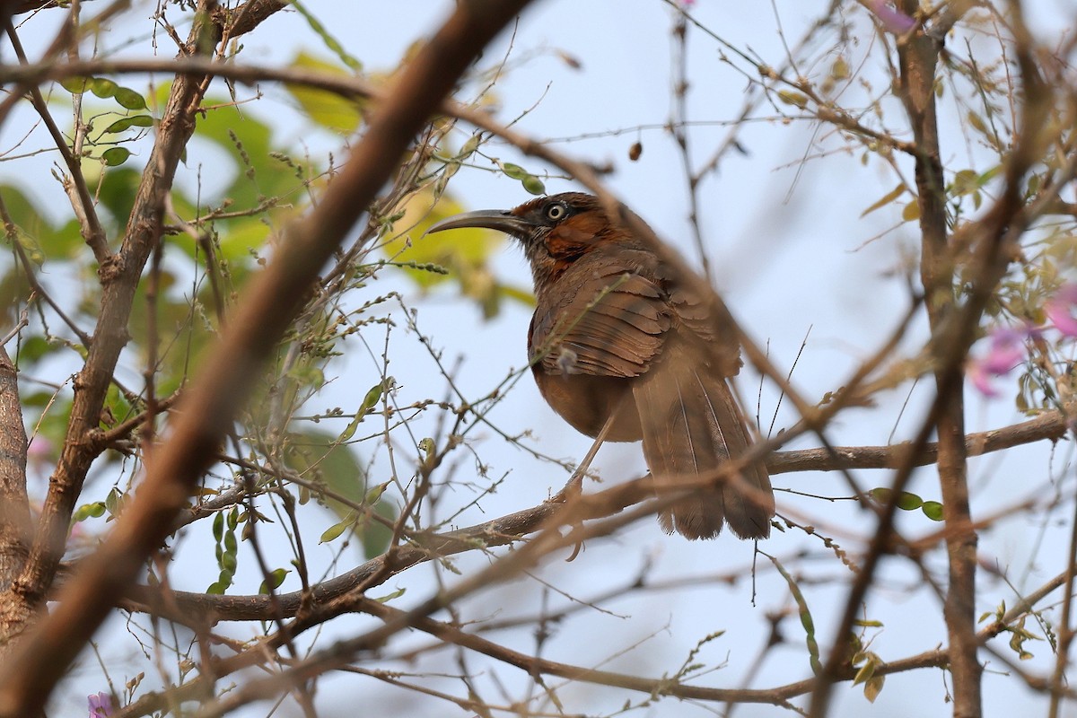 Rusty-cheeked Scimitar-Babbler - ML622441853