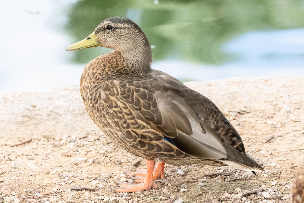 Mallard/Mexican Duck - Rusty H