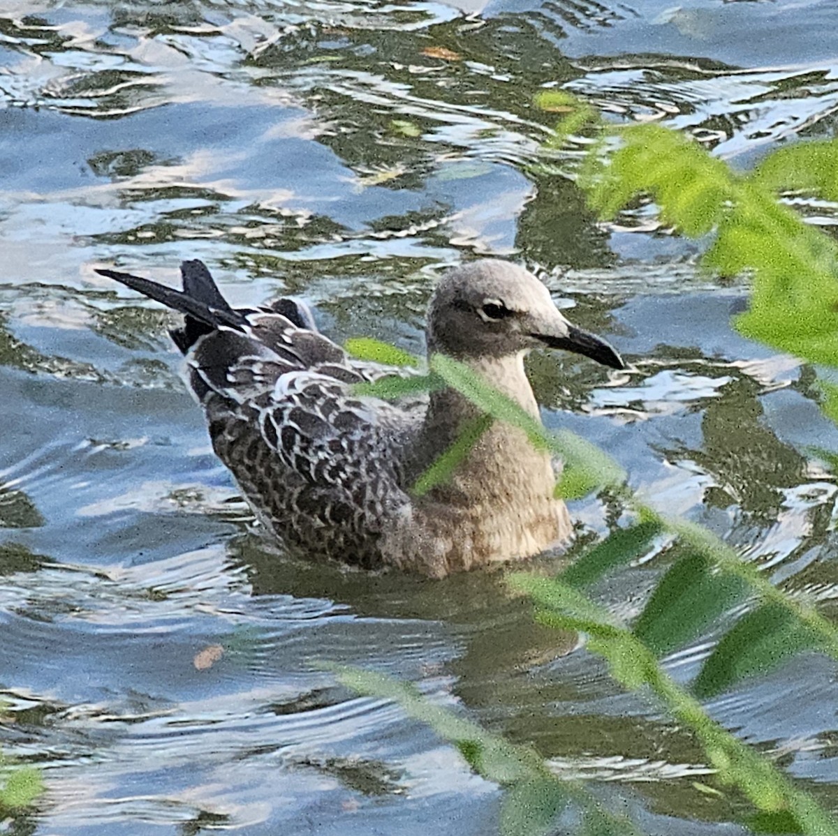 Laughing Gull - ML622441908