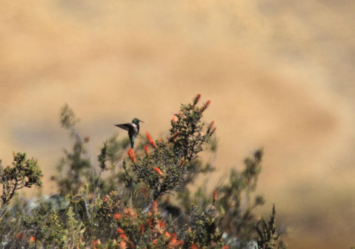 Black-breasted Hillstar - ML622441938