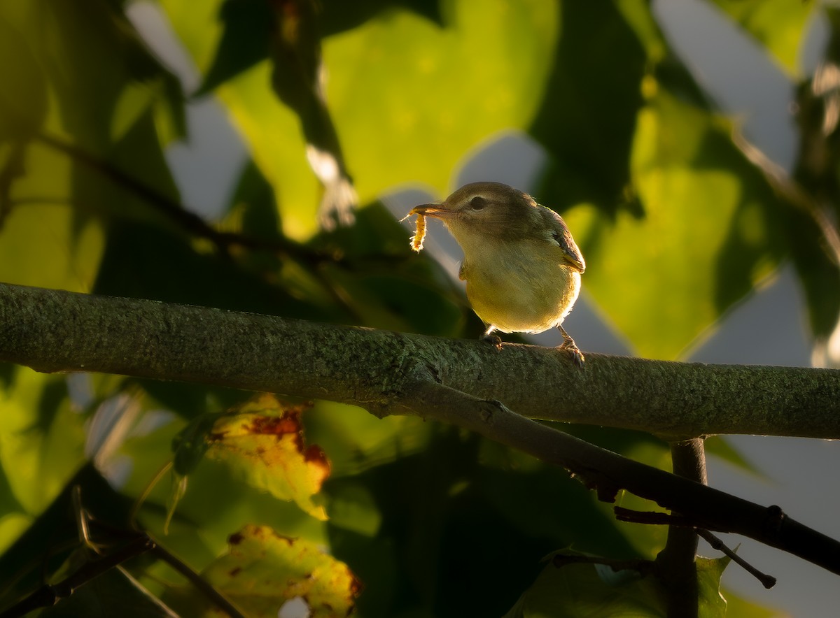 Warbling Vireo - ML622441992