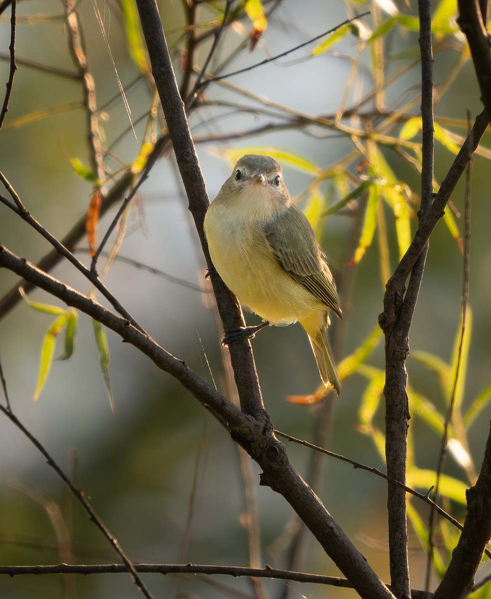 Warbling Vireo - ML622441993