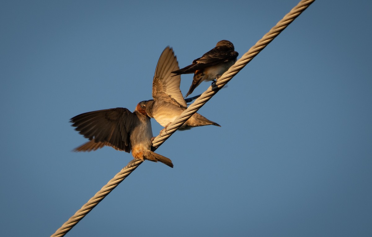 Cliff Swallow - ML622442020