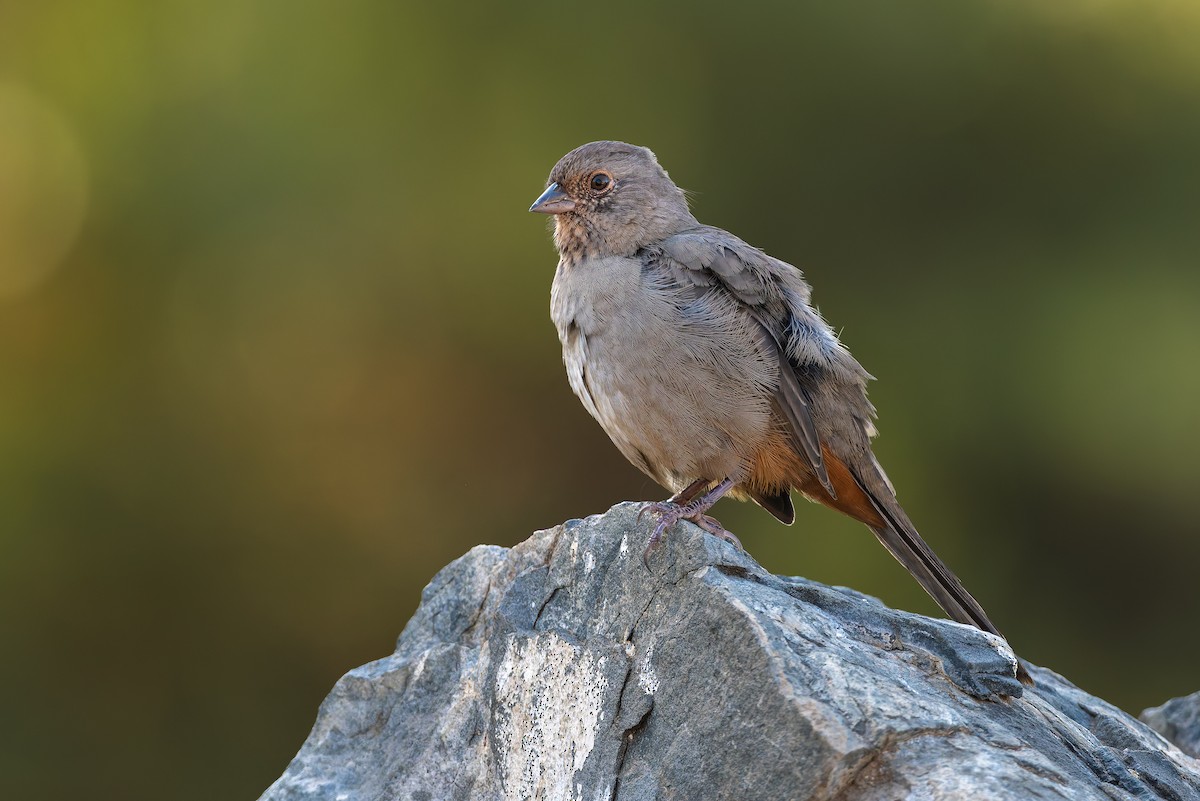 California Towhee - ML622442045