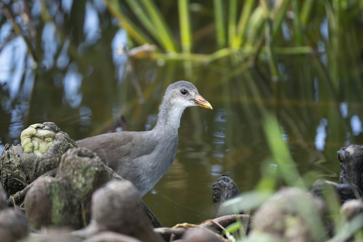 Common Gallinule - ML622442083