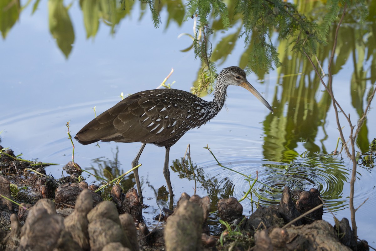 Limpkin - ML622442106