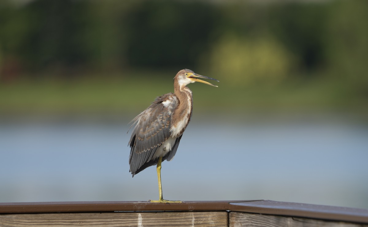 Tricolored Heron - ML622442129