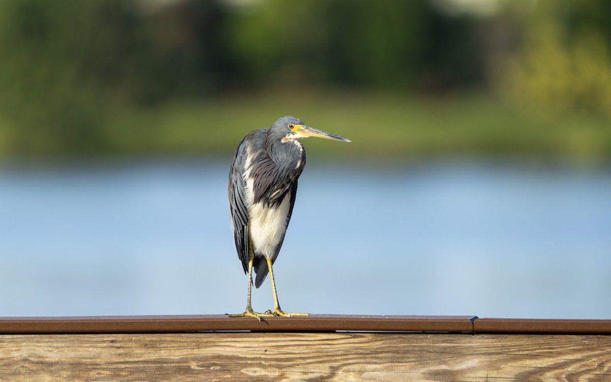 Tricolored Heron - ML622442137