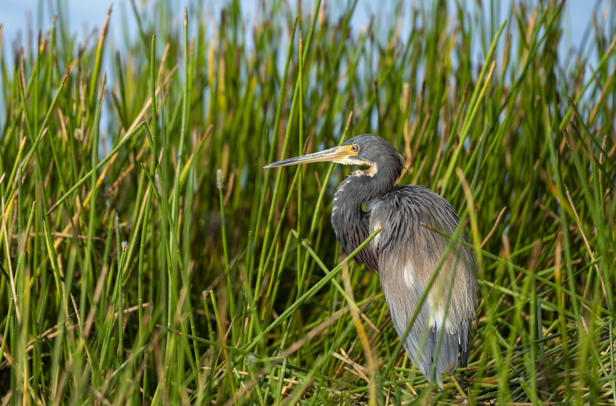 Tricolored Heron - ML622442151