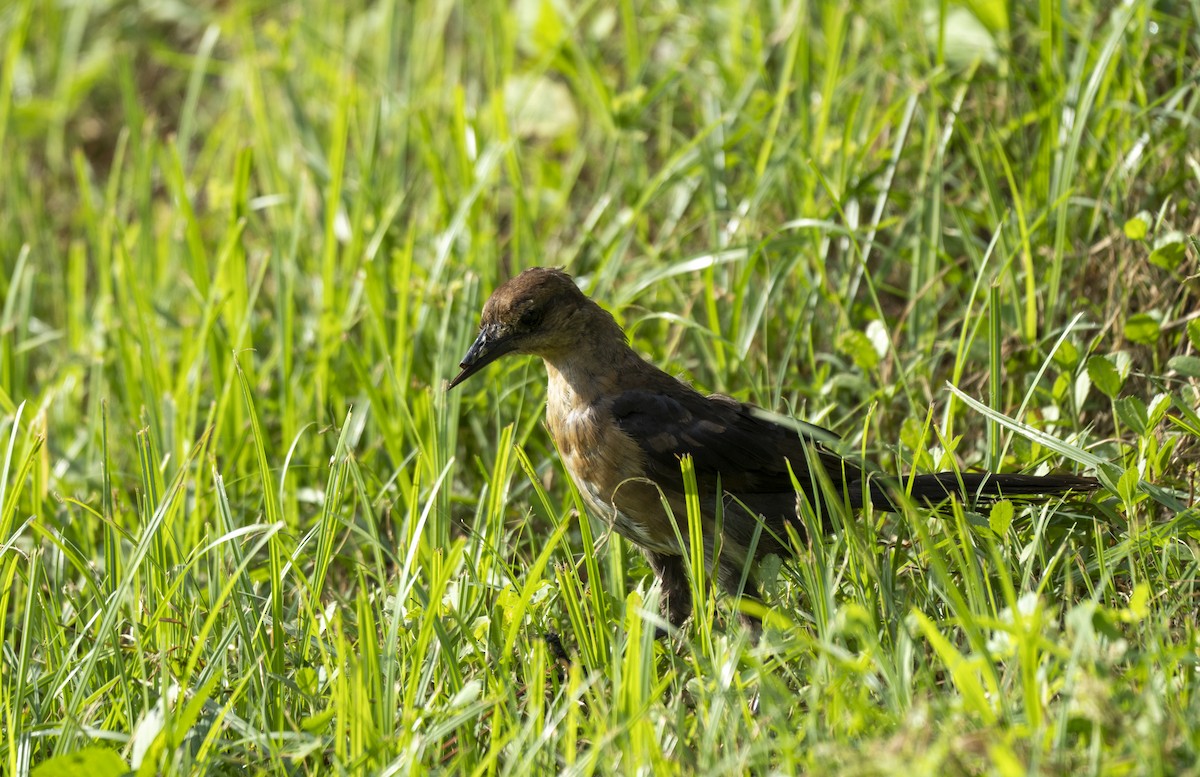 Boat-tailed Grackle - ML622442162